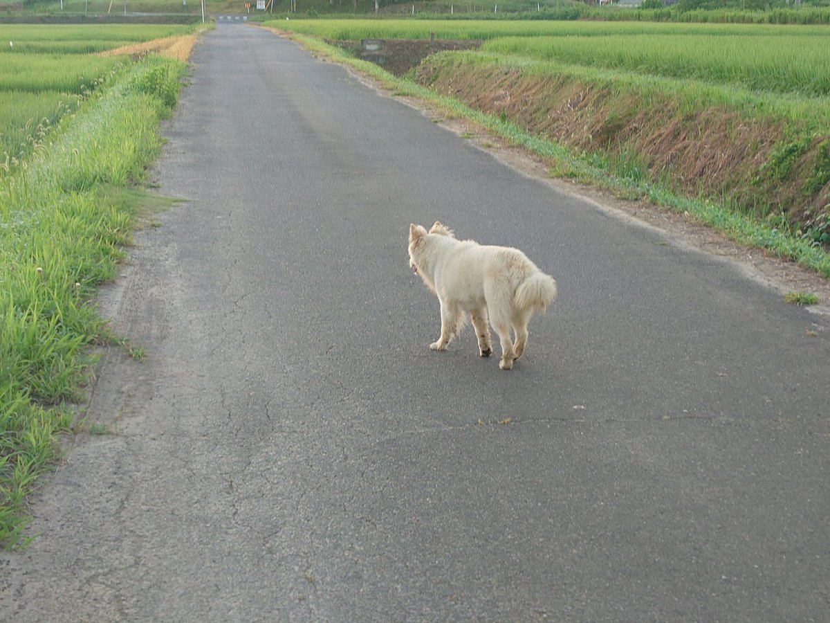【迷い犬？目撃情報】
7月27日早朝、つくば市神郡、白っぽい中型犬(オス)を見かけました。
首輪はしておらず、周囲に飼い主さんらしき人はいませんでした。
田んぼ道を歩いていて、少し足を引きずっているように見えました。
保護はできませんでしたが🙏お心当たりのある方はご確認ください。