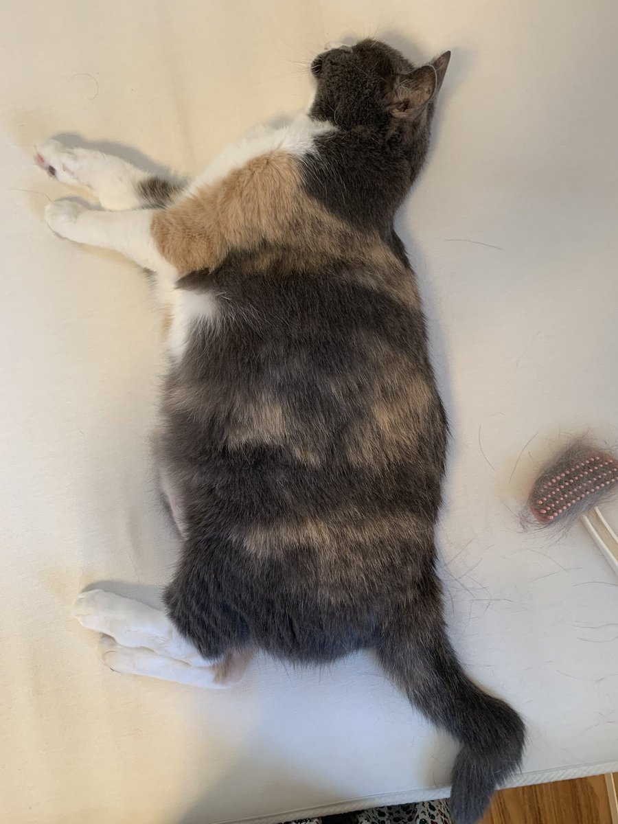 hiromikato's tweet image. 今日のミジンコ。