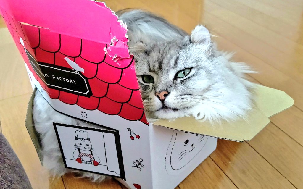 もな 🐈️ (@zuVpRAplFqdCd6Y) / Posts / X