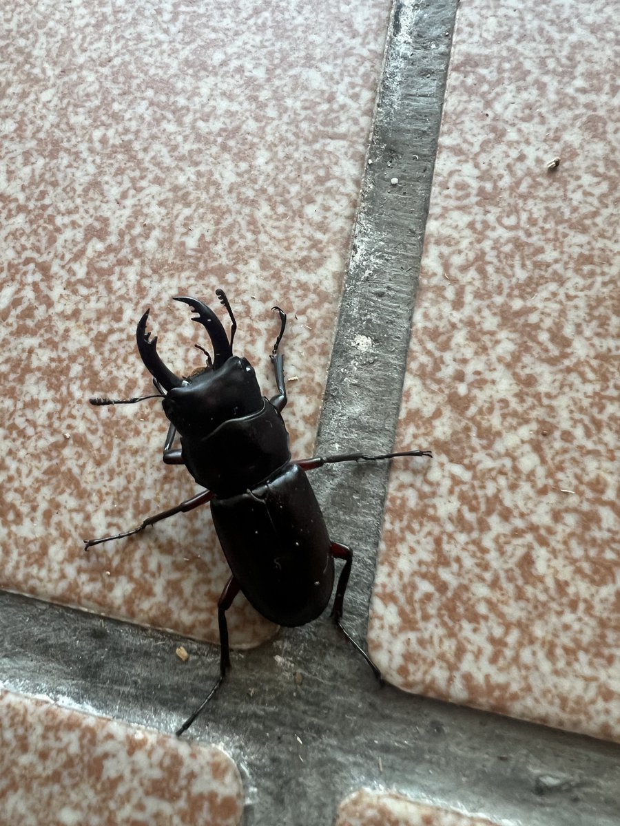アカアシクワガタってかなりイケてると思うの🤔