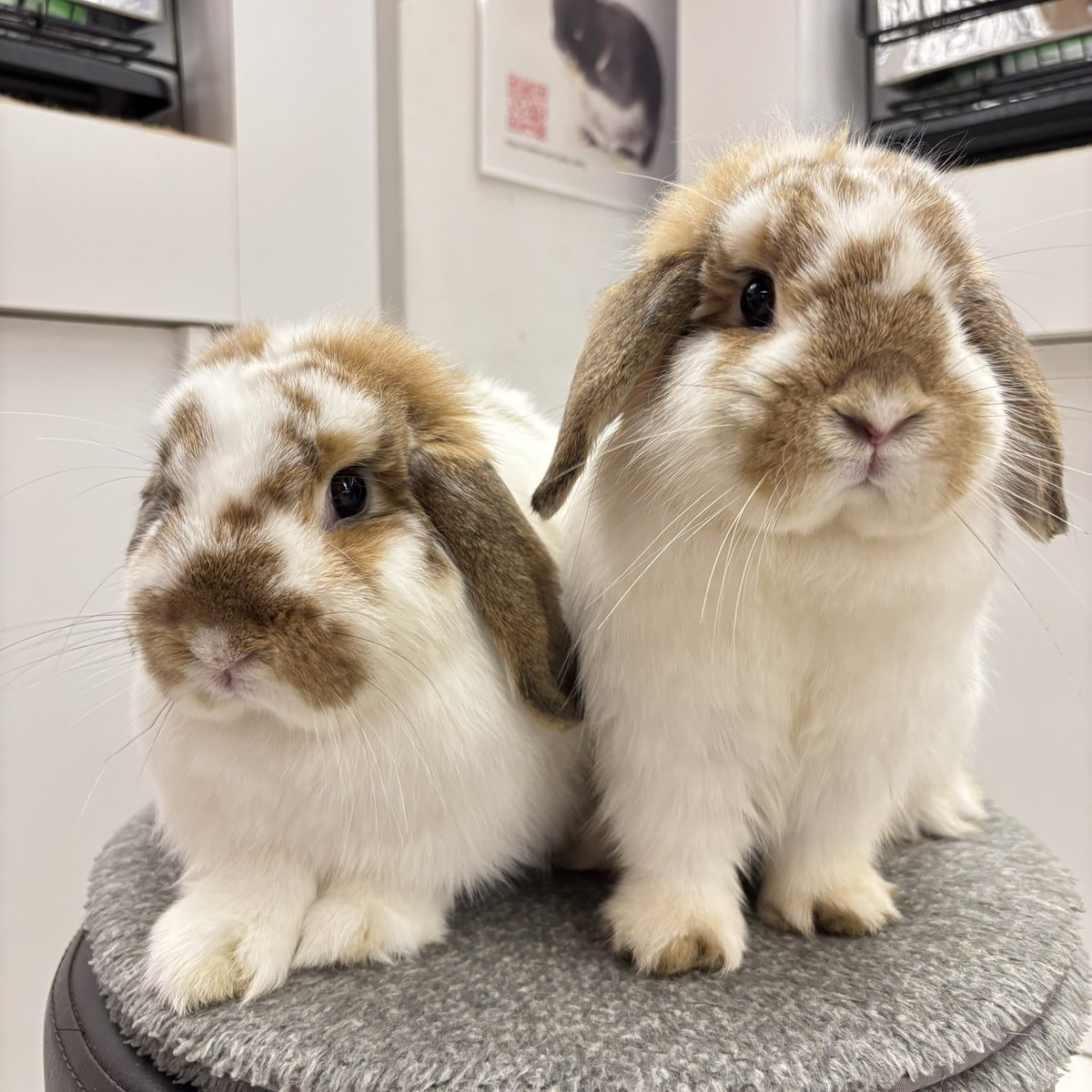 うさぎ 51-iydn7RTL._UF350,350_QL50_.jpg