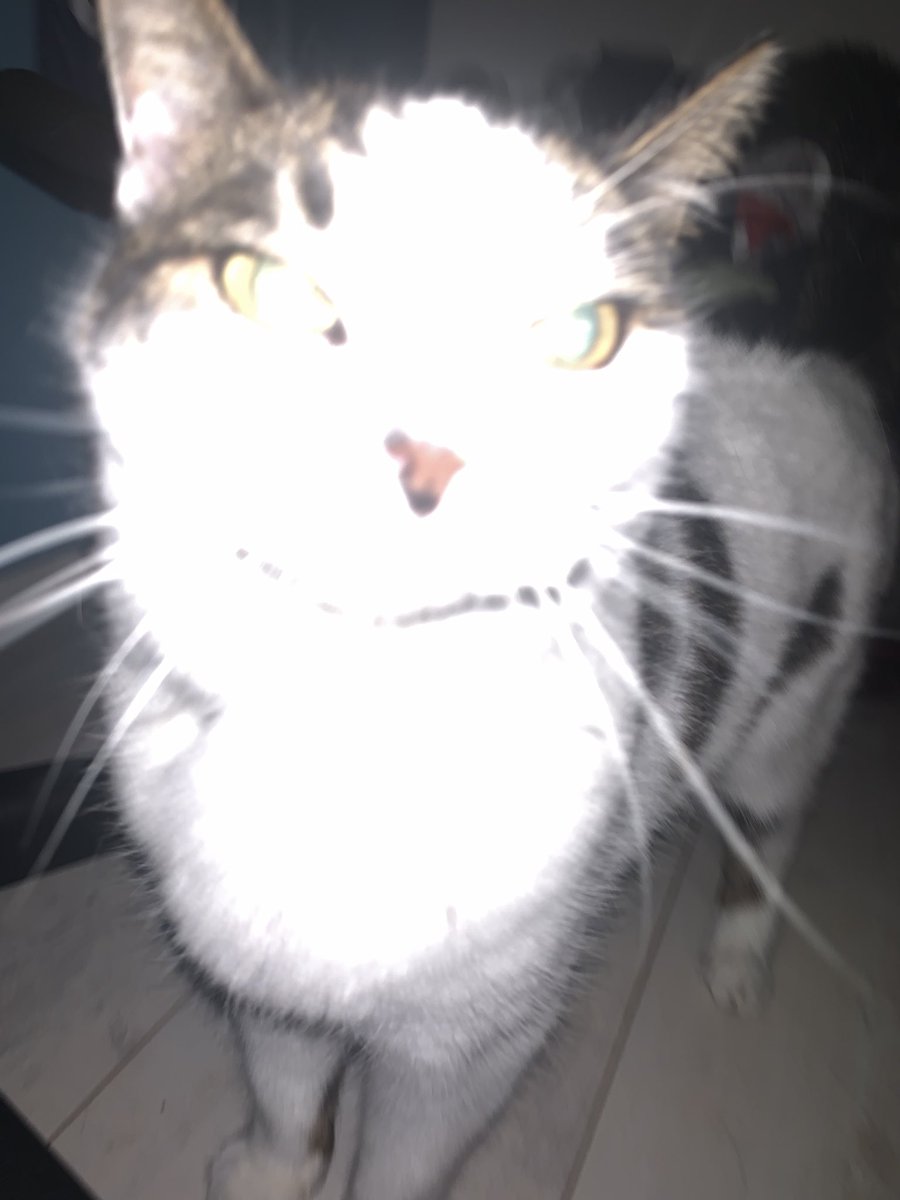 TheCatNamedMags's tweet image. The mighty power of the sun