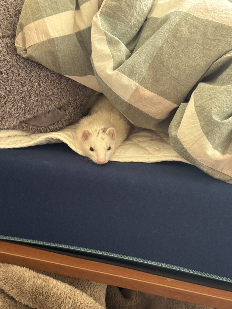 kqnS6UtCss8e4G6's tweet image. テンちゃんがベッドでまったりしてるのを初めて見た。

このまま添い寝フェレットになってくれないかなぁ