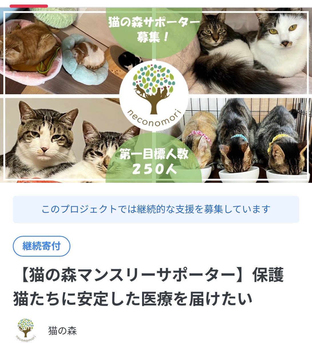 猫の森ページです ⭐︎ 保護猫カフェ 🐈猫の森🌴 今日もお暑い中たくさんの猫好き