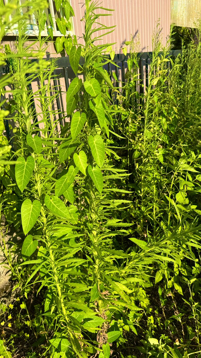 オオアレチノギクとツル系雑草のマリアージュ。生命力凄すぎ。雑草刈りのお手伝い🧑‍🌾雑草と人間の営みやっていきます。