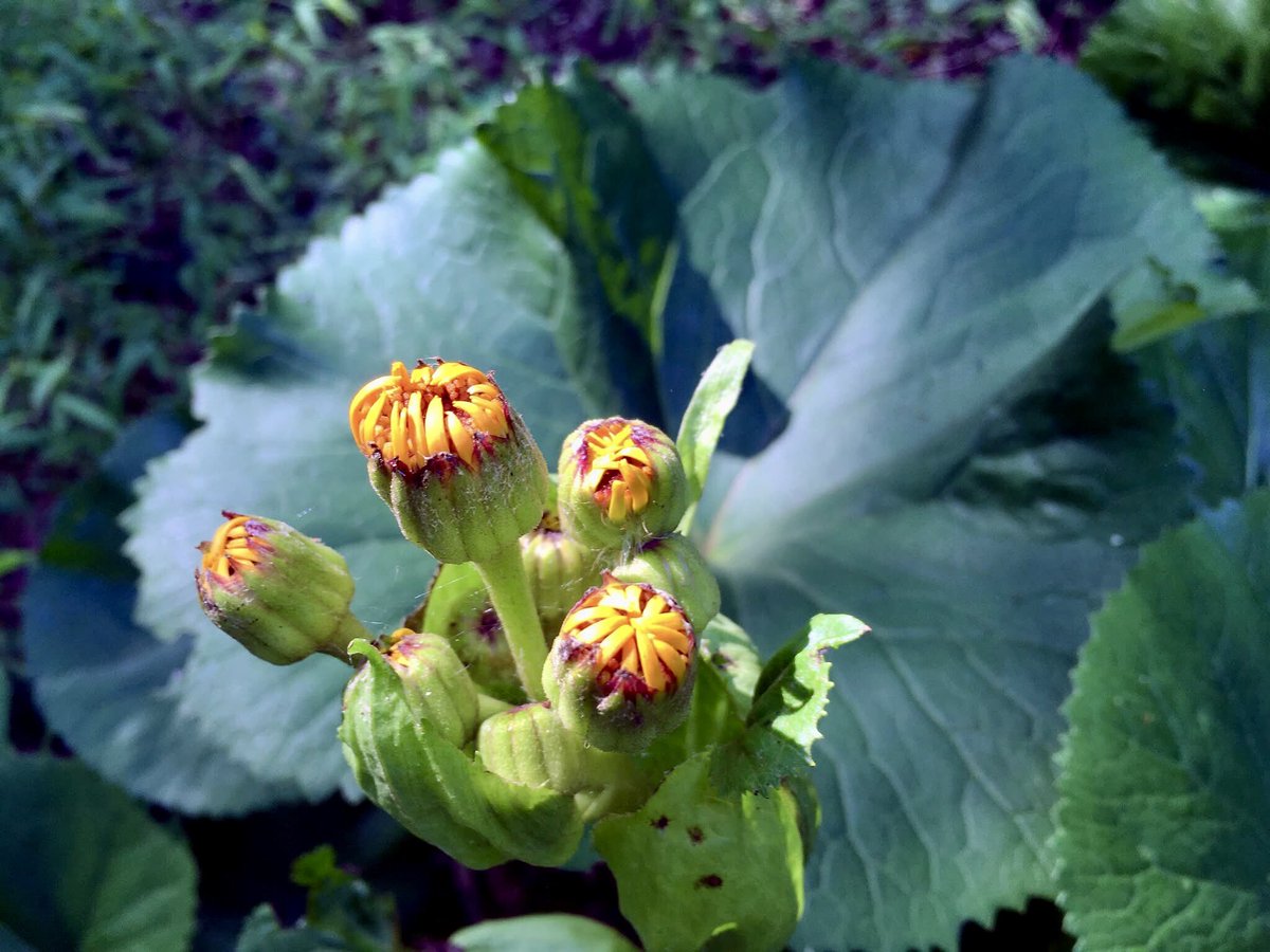 martykatz's tweet photo. summer: leopard plant about to blow https://t.co/dqCYMWJS97