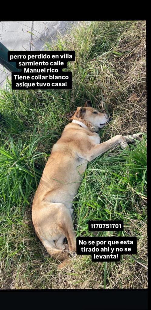 Rt 
Ayudemos a este animalito!!