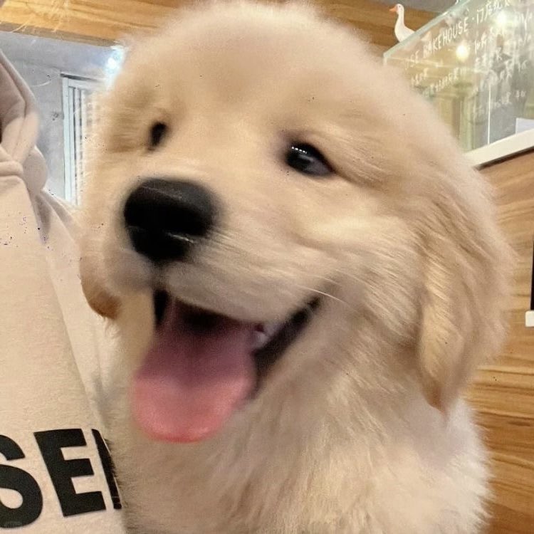 puppyhueka's tweet image. 