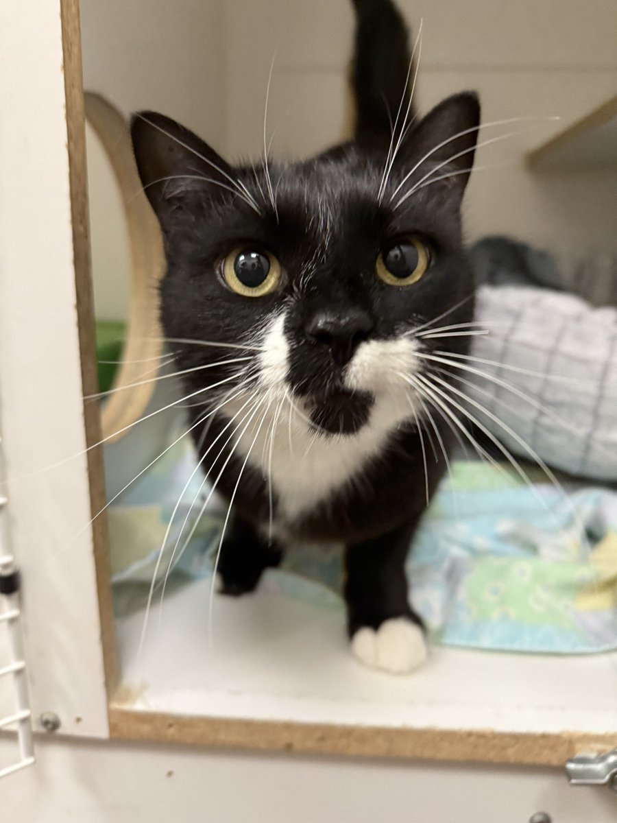 SAFEteamrescue's tweet photo. Happy Caturday from adoptable kitty, Nickel!  Nickel would like to get as close as possible as fast as he can, he absolutely loves his lap snuggles and visits!  This precious bear is 4 years old, he does well with other kitties, and he will be a wonderful forever family member. https://t.co/UUZyCL1SQV