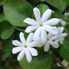 अमित🇮🇳 (@kr0271amit) on Twitter photo <a href="/AarTee33/">आरती सिंह</a> <a href="/KavyaKriti_/">#काव्य_कृति✍️</a> <a href="/ParmarA03/">Arti Singh</a> <a href="/pareeknc7/">Narpati C Pareek 🇮🇳</a> <a href="/ShwetaJha24/">Shweta Jha</a> <a href="/tripathiarun123/">Arun Tripathi</a> <a href="/margret_017/">Margret.</a> <a href="/alokrsrivastav/">Alok Ranjan Srivastav</a> <a href="/ArchanaVed/">Archana Sharma</a> <a href="/jaincp61/">chandra prakash jain</a> <a href="/arorafbd/">arora 🇮🇳</a> <a href="/VineshGaba/">Vinesh Gaba</a> <a href="/vds31175/">Baaten साहित्य की</a> <a href="/madhuleka/">मधूलिका सिंह</a> <a href="/yourVirat/">वि_रा_ट★कु_मा_र</a> <a href="/SrRuhil/">Surender Ruhil</a> <a href="/dhirendra0612/">Dhirendra Mishra</a> <a href="/ashishb15531661/">ashish bhatt</a> <a href="/Sksio3/">सन्तोष 'एहसास'</a> <a href="/MengiKuldip/">Kuldip Mengi</a> <a href="/SatishTangri/">satish kumar tangri</a> <a href="/1000dineshshar1/">Dinesh Sharma</a> <a href="/ShivajiBhardw10/">Shivaji Bhardwaj</a> <a href="/mkanoujia78/">Manoj Kanaujia (Rajak)</a> <a href="/DrPujaJha/">डॉ.पूजा✨</a> <a href="/vipranagarkar/">विजय नगरकर Vijay Nagarkar</a> <a href="/DrKavitaBhatt1/">Dr Kavita Bhatt 'शैलपुत्री'</a> विजन-वन-वल्लरी पर
सोती थी सुहाग-भरी--स्नेह-स्वप्न-मग्न--
अमल-कोमल-तनु तरुणी--जुही की कली,
दृग बन्द किये, शिथिल--पत्रांक में,
वासन्ती निशा थी;
विरह-विधुर-प्रिया-संग छोड़
किसी दूर देश में था पवन
जिसे कहते हैं मलयानिल।
~सूर्यकांत त्रिपाठी "निराला"
#कली 🌷 #लेखनी ✍️ <a href="/AarTee33/">आरती सिंह</a> <a href="/KavyaKriti_/">#काव्य_कृति✍️</a> <a href="/ParmarA03/">Arti Singh</a> <a href="/pareeknc7/">Narpati C Pareek 🇮🇳</a> <a href="/ShwetaJha24/">Shweta Jha</a> <a href="/tripathiarun123/">Arun Tripathi</a> <a href="/margret_017/">Margret.</a> <a href="/alokrsrivastav/">Alok Ranjan Srivastav</a> <a href="/ArchanaVed/">Archana Sharma</a> <a href="/jaincp61/">chandra prakash jain</a> <a href="/arorafbd/">arora 🇮🇳</a> <a href="/VineshGaba/">Vinesh Gaba</a> <a href="/vds31175/">Baaten साहित्य की</a> <a href="/madhuleka/">मधूलिका सिंह</a> <a href="/yourVirat/">वि_रा_ट★कु_मा_र</a> <a href="/SrRuhil/">Surender Ruhil</a> <a href="/dhirendra0612/">Dhirendra Mishra</a> <a href="/ashishb15531661/">ashish bhatt</a> <a href="/Sksio3/">सन्तोष 'एहसास'</a> <a href="/MengiKuldip/">Kuldip Mengi</a> <a href="/SatishTangri/">satish kumar tangri</a> <a href="/1000dineshshar1/">Dinesh Sharma</a> <a href="/ShivajiBhardw10/">Shivaji Bhardwaj</a> <a href="/mkanoujia78/">Manoj Kanaujia (Rajak)</a> <a href="/DrPujaJha/">डॉ.पूजा✨</a> <a href="/vipranagarkar/">विजय नगरकर Vijay Nagarkar</a> <a href="/DrKavitaBhatt1/">Dr Kavita Bhatt 'शैलपुत्री'</a> विजन-वन-वल्लरी पर
सोती थी सुहाग-भरी--स्नेह-स्वप्न-मग्न--
अमल-कोमल-तनु तरुणी--जुही की कली,
दृग बन्द किये, शिथिल--पत्रांक में,
वासन्ती निशा थी;
विरह-विधुर-प्रिया-संग छोड़
किसी दूर देश में था पवन
जिसे कहते हैं मलयानिल।
~सूर्यकांत त्रिपाठी "निराला"
#कली 🌷 #लेखनी ✍️