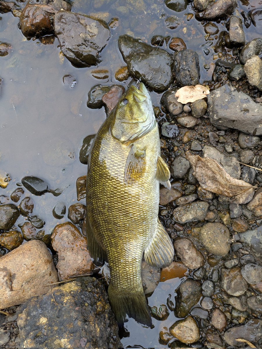 akesoki's tweet image. 朝から苦手のボトム系ワームでポンポンと5本！

30センチ台は、写真撮ってないけど40.42.43と釣れました！

やっぱりホームでも釣りは自信持って釣りできるから強いなぁ〜

#スモール
#バス釣り
#沈み虫
#川バス