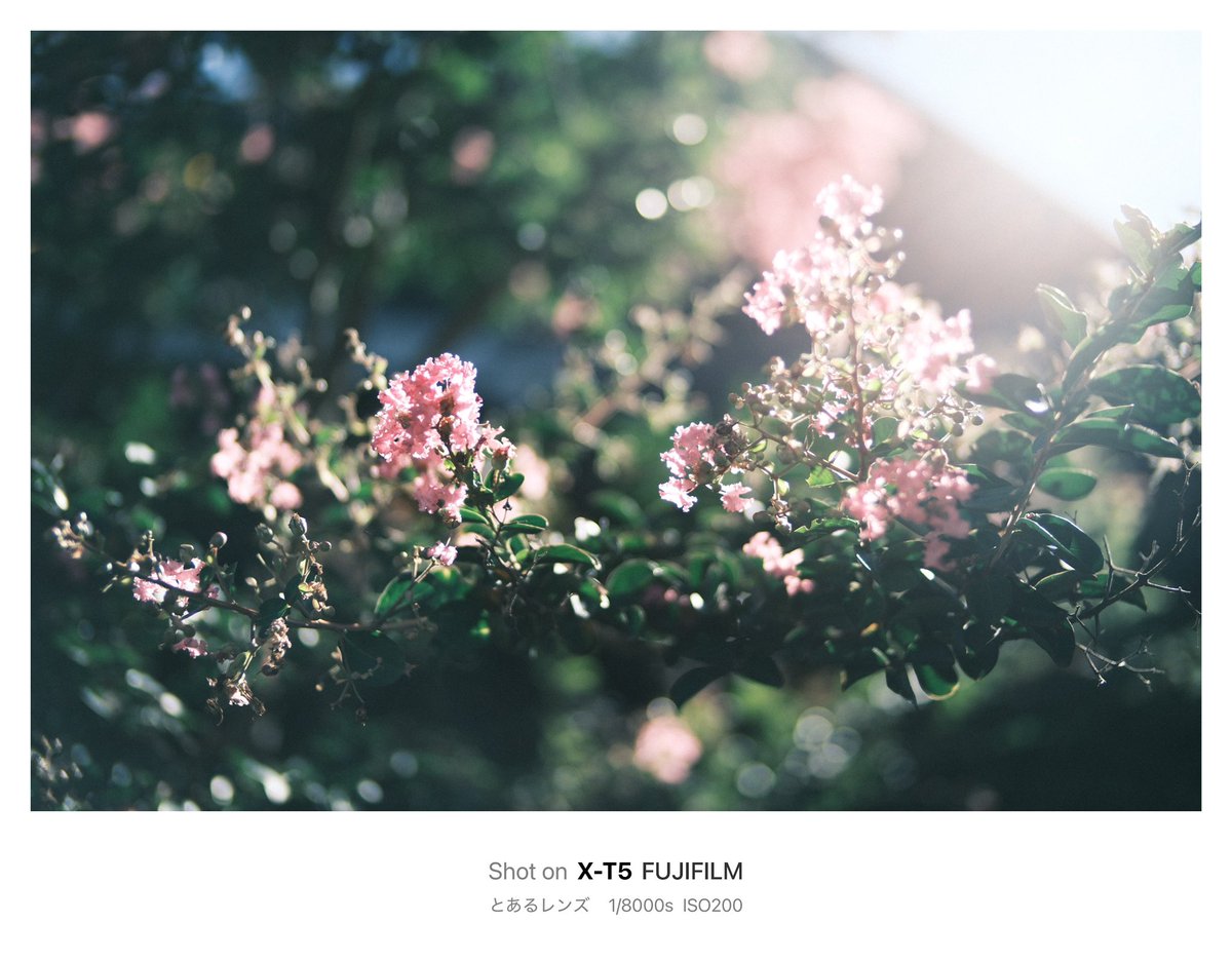 KiokuCamera's tweet image. Slice of life 
すでに暑い:))
