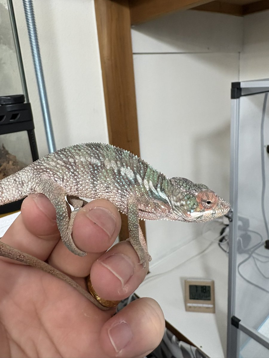 lien_1100's tweet image. パンサー、エボシ、オスもメスもケージ満タン以上にご用意できましたので、是非遊びに来てください😊
勿論30%OFFの大特価です🤭