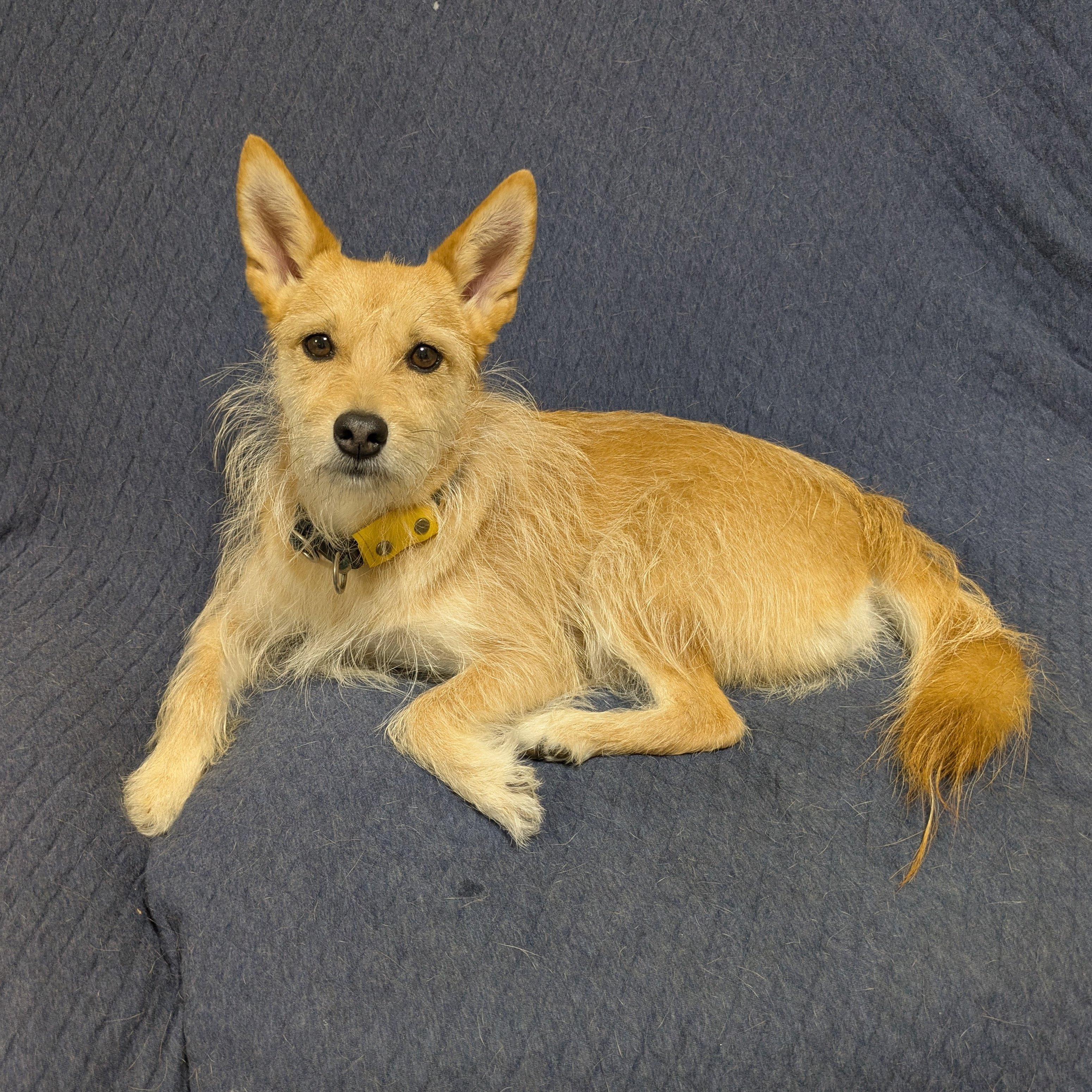 犬ちゃん (@dogchan1010) / X