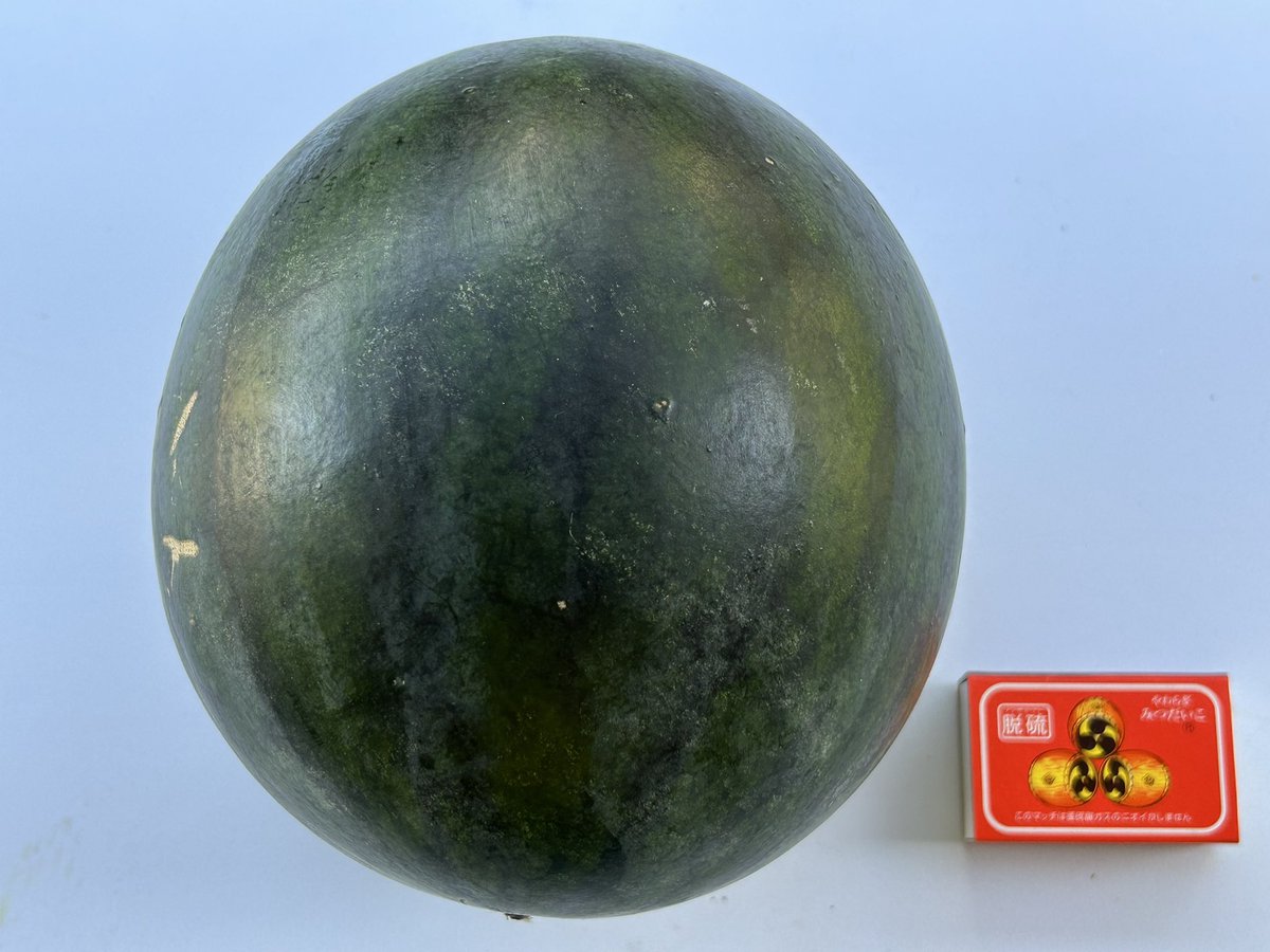 QE3PNkX7IEZPrBh's tweet image. 家庭菜園👨🌾7月27日☀️その①
4月13日にポット種蒔きした
小玉スイカ「🍉ネオブラックボンバー」
5月24日に畑に植え付け空中栽培スタート
ついに貴重な一玉を収穫🤗
チビスイカを入れて吊るしてたネット内でおっきくなり直径約20cm💮
ネットから出せなくなりネットをカット😅
→冷やします✌️
→中身は?