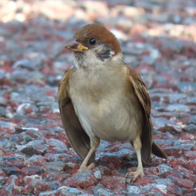 easteaglechun3's tweet image. こんなお顔してﾊﾟﾀﾊﾟﾀ甘えてます(笑)
#ちゅん活 #すずめ #bird