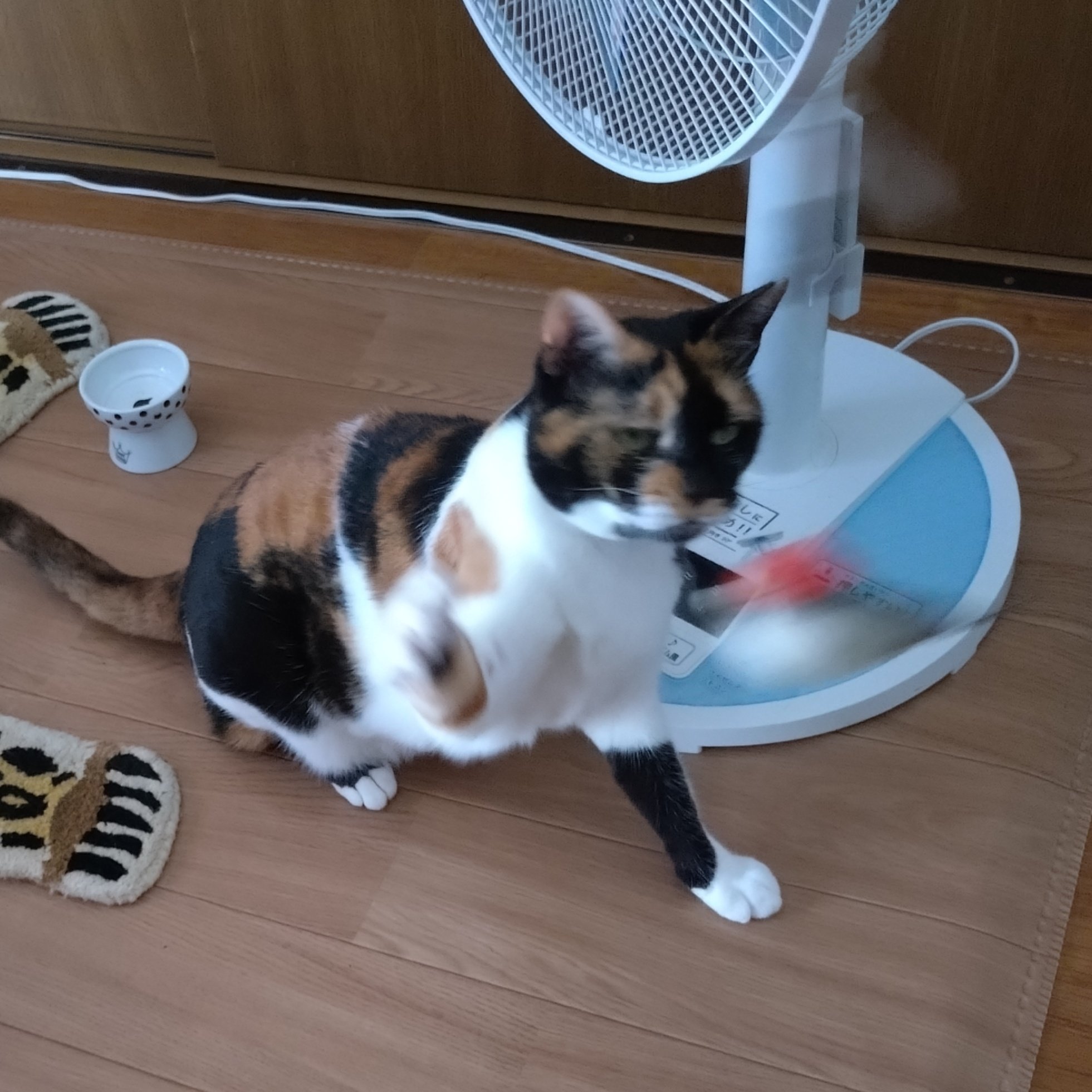 三毛猫ページ 新宿3DCat 三毛猫 巨大猫 新バージョン 4K Shinjuku 3D cat