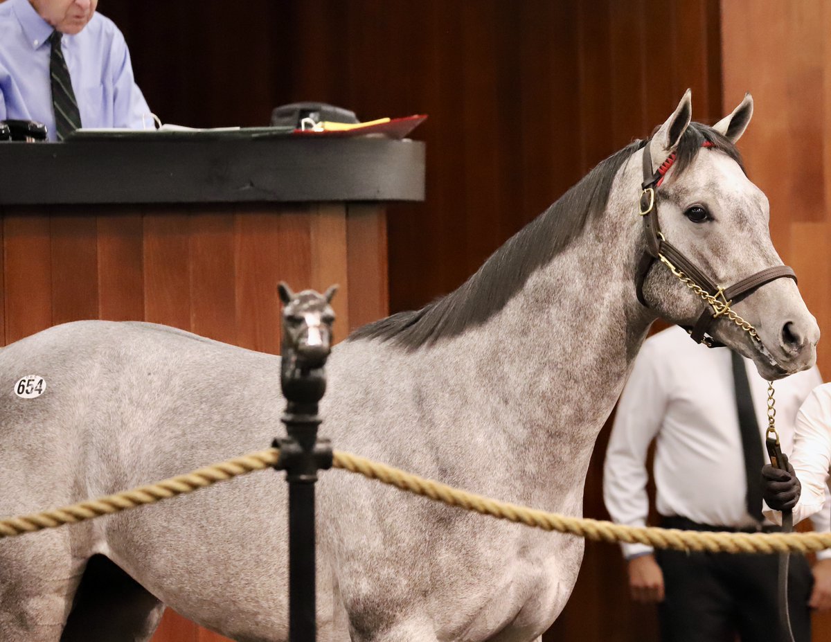 OBSSales (@obssales) on Twitter photo We can say we knew him when 🥹. Our record-setting #OBSMarch grad Brant, a son of Gun Runner consigned by <a href="/eddiewoods2yos/">Eddie Woods Stables</a>, looked every bit his $3 million price when breaking his maiden today <a href="/DelMarRacing/">Del Mar Racetrack</a> for <a href="/ZedanRacing/">Zedan Racing Stables, Inc</a>.
📸OBS photos (Photos by Z/Penelope P. Miller) We can say we knew him when 🥹. Our record-setting #OBSMarch grad Brant, a son of Gun Runner consigned by <a href="/eddiewoods2yos/">Eddie Woods Stables</a>, looked every bit his $3 million price when breaking his maiden today <a href="/DelMarRacing/">Del Mar Racetrack</a> for <a href="/ZedanRacing/">Zedan Racing Stables, Inc</a>.
📸OBS photos (Photos by Z/Penelope P. Miller)
