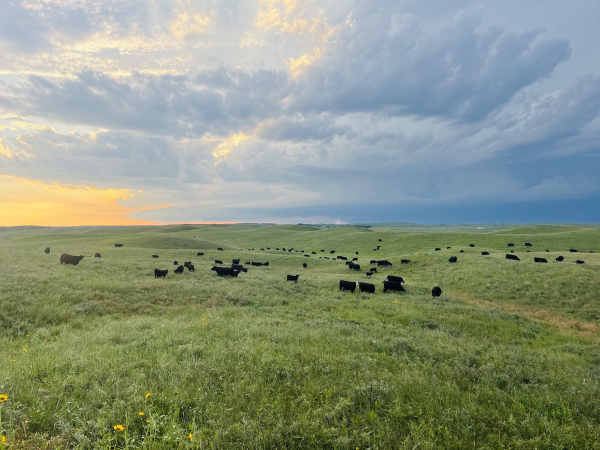 thesteerman's tweet image. Nebraska Sandhills