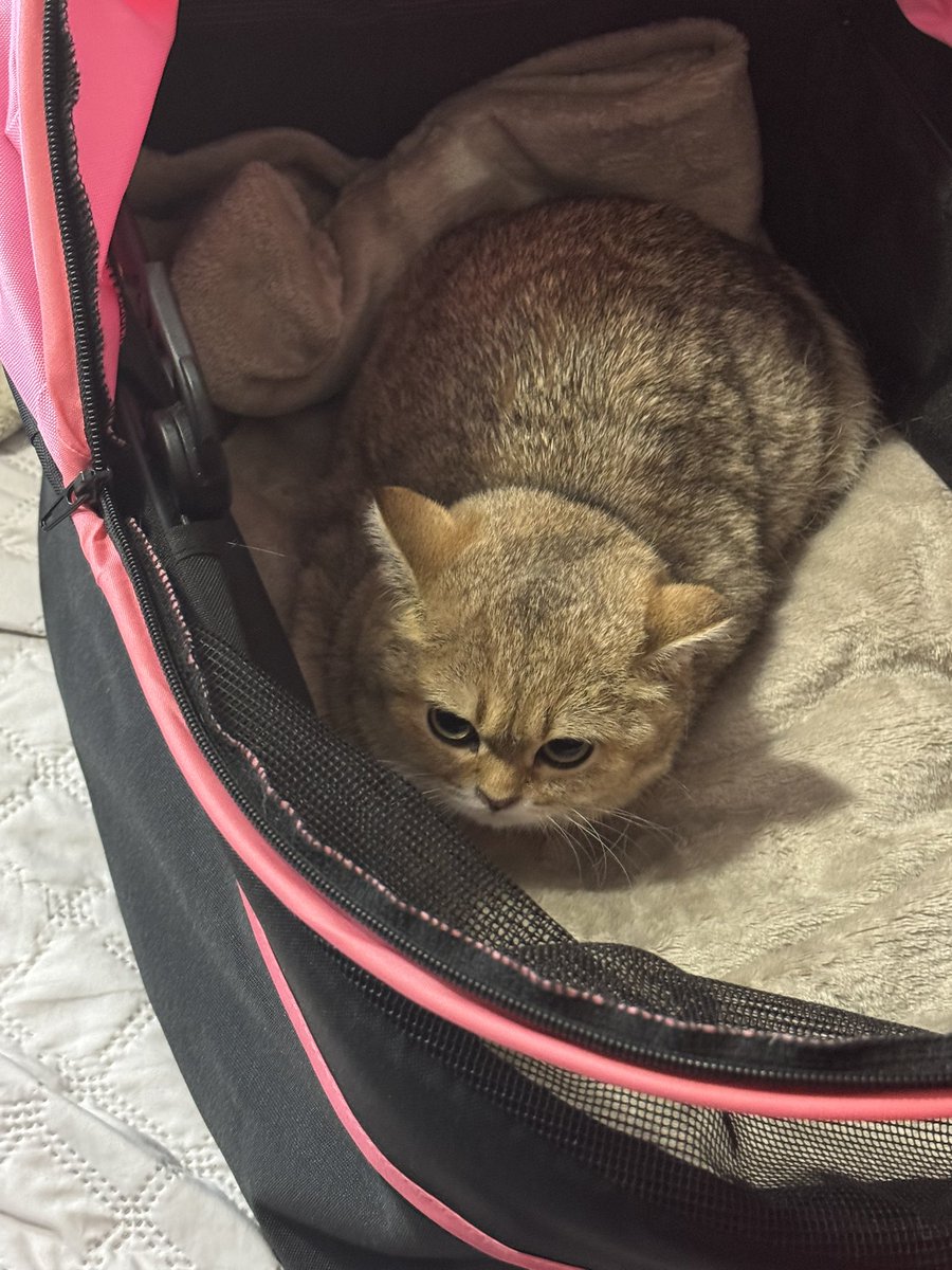 gotthework's tweet image. GOT THE NEW CAT 😭😭😭😭