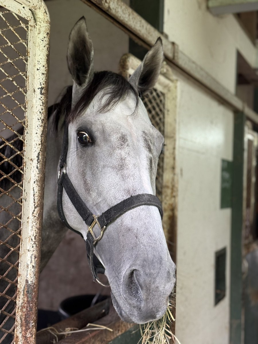 oumanobaketu's tweet image. ホワイトシャークが引退
戻ってきたよ🐴