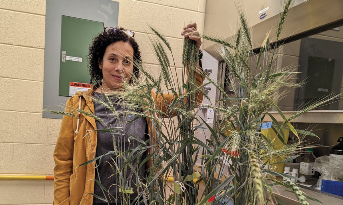GrainsWest (@grainswest) on Twitter photo How are researchers working to control leaf spot diseases in cereal crops? grainswest.com/2025/01/contro… <a href="/AlbertaGrains/">Alberta Grains</a> #leafspotcomplex How are researchers working to control leaf spot diseases in cereal crops? grainswest.com/2025/01/contro… <a href="/AlbertaGrains/">Alberta Grains</a> #leafspotcomplex