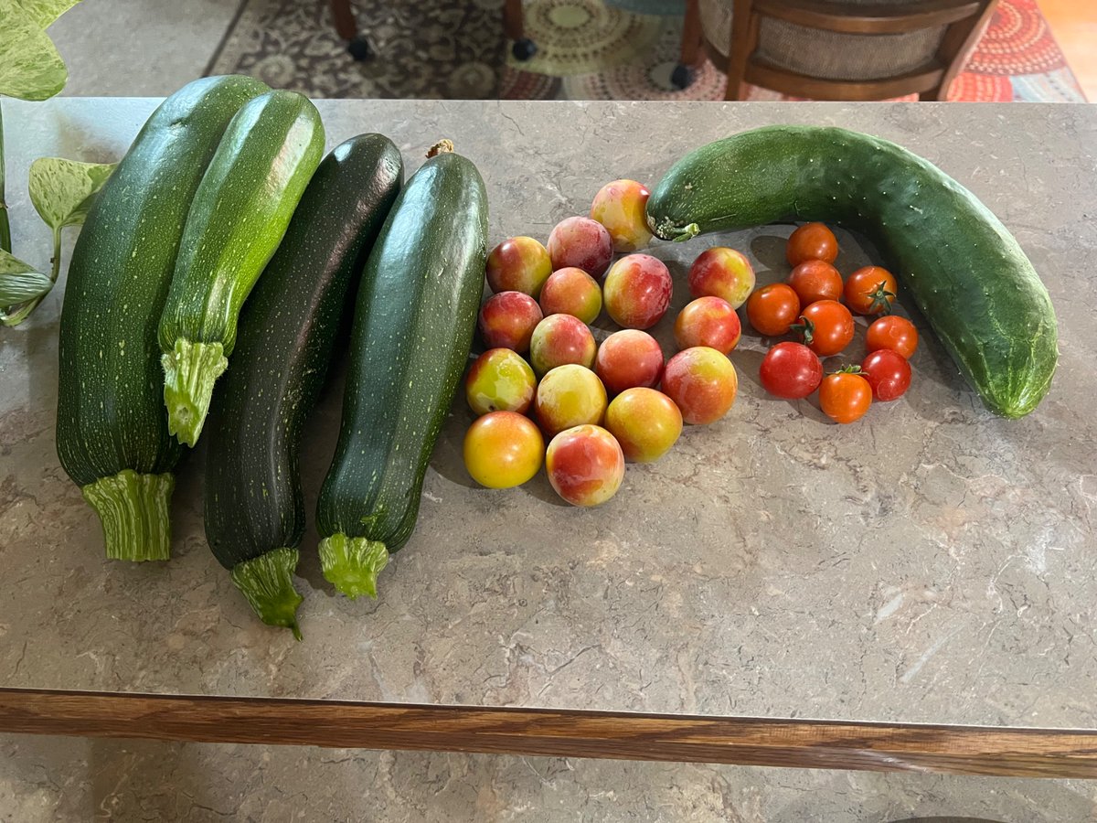 Chucklecartel1's tweet image. More fruit and vegetables from the garden