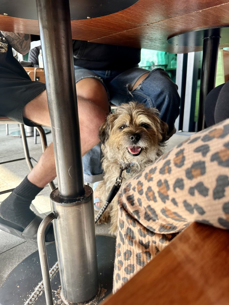 MossTheBT's tweet image. I made friends with a Lil Leopard who made sure I got lots of treats n fusses 🥰