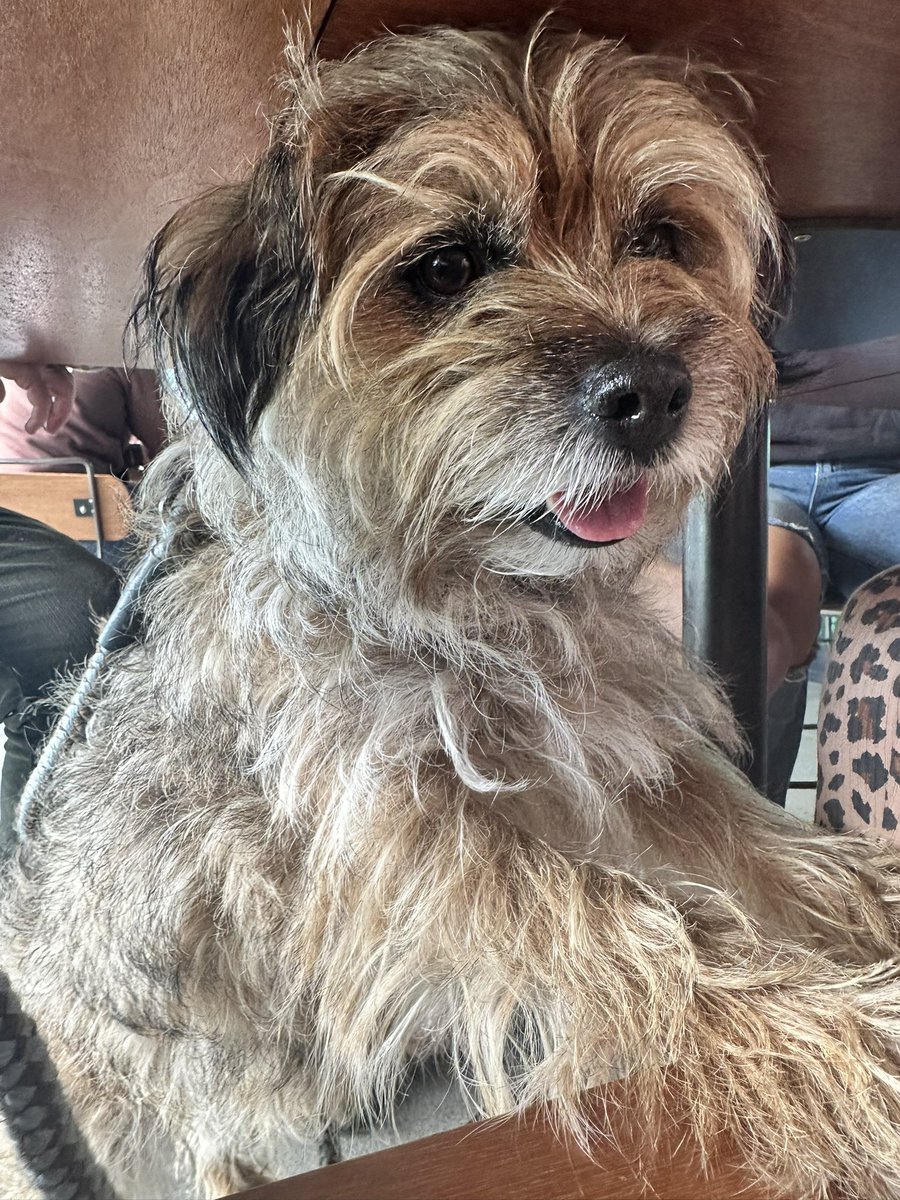 MossTheBT's tweet image. I made friends with a Lil Leopard who made sure I got lots of treats n fusses 🥰
