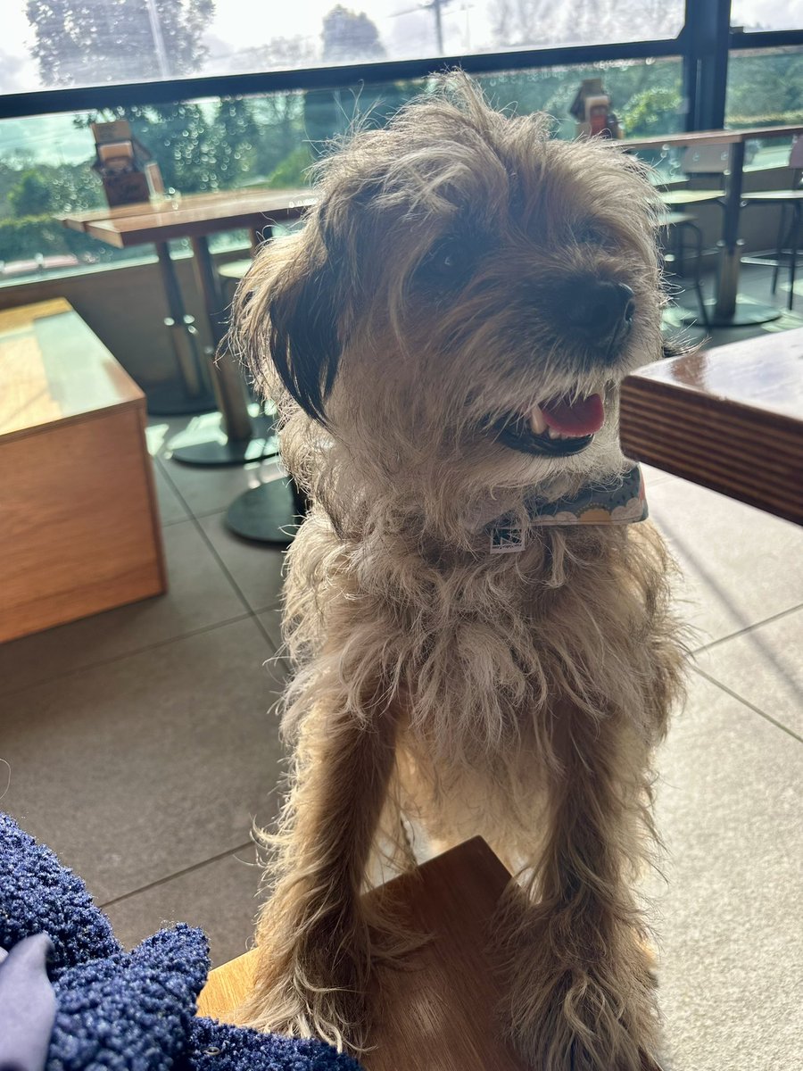 MossTheBT's tweet image. I made friends with a Lil Leopard who made sure I got lots of treats n fusses 🥰