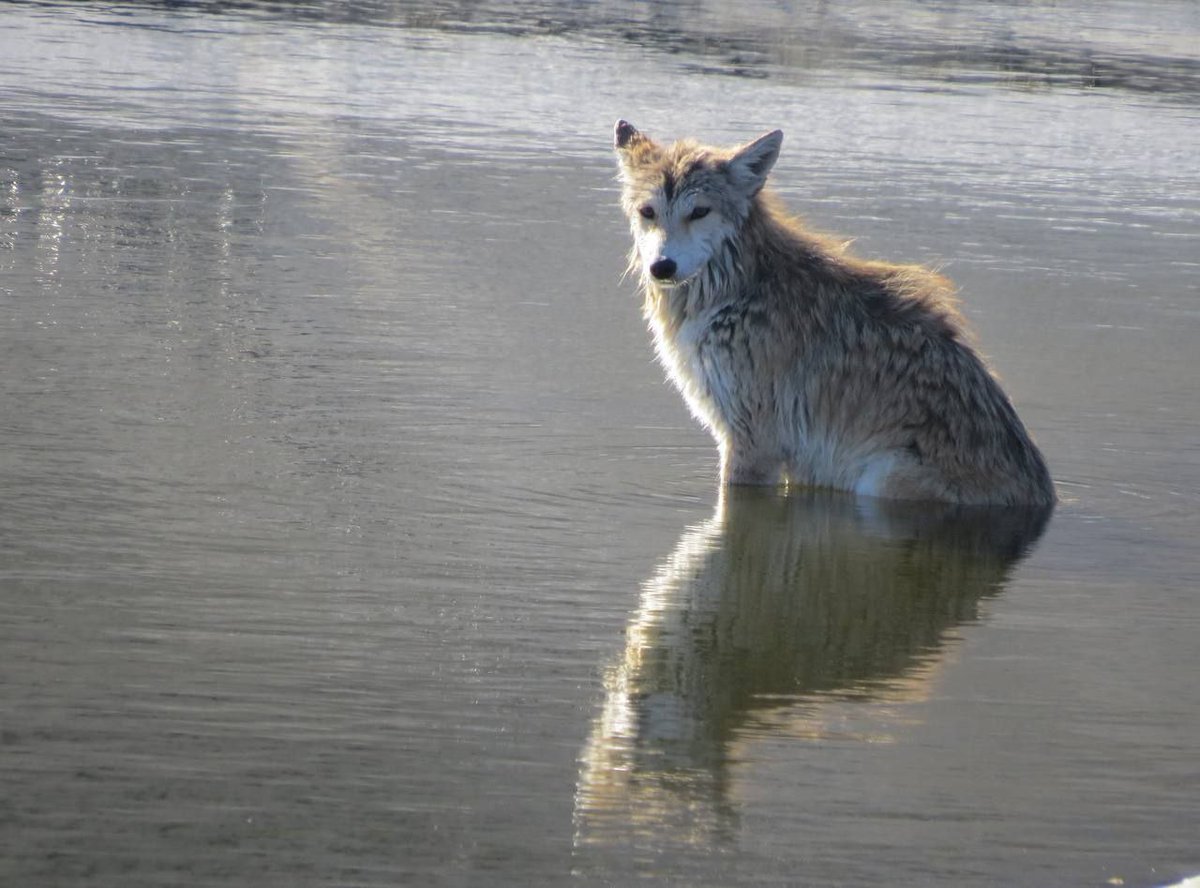 [🔗](api.tinyfox.dev/hourly/yotes/p…)