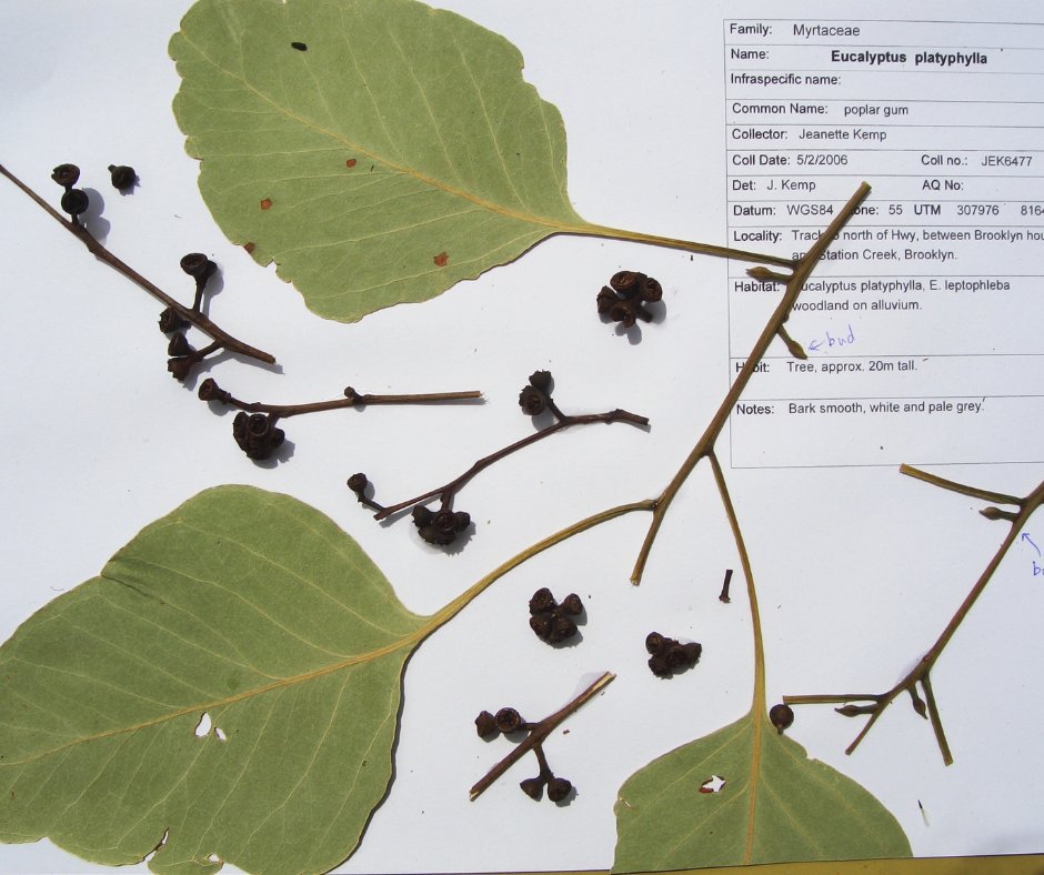 awconservancy's tweet image. Happy #NationalTreeDay! This year our crown goes to the Poplar gum: QLD&apos;s only deciduous eucalypt. Its leaves, bark, nectar &amp;amp; seeds sustain a great variety of species, including the Koala, Squirrel glider, &amp;amp; Red-tailed black cockatoo. 

📸 W Lawler, J Kemp/#AWC