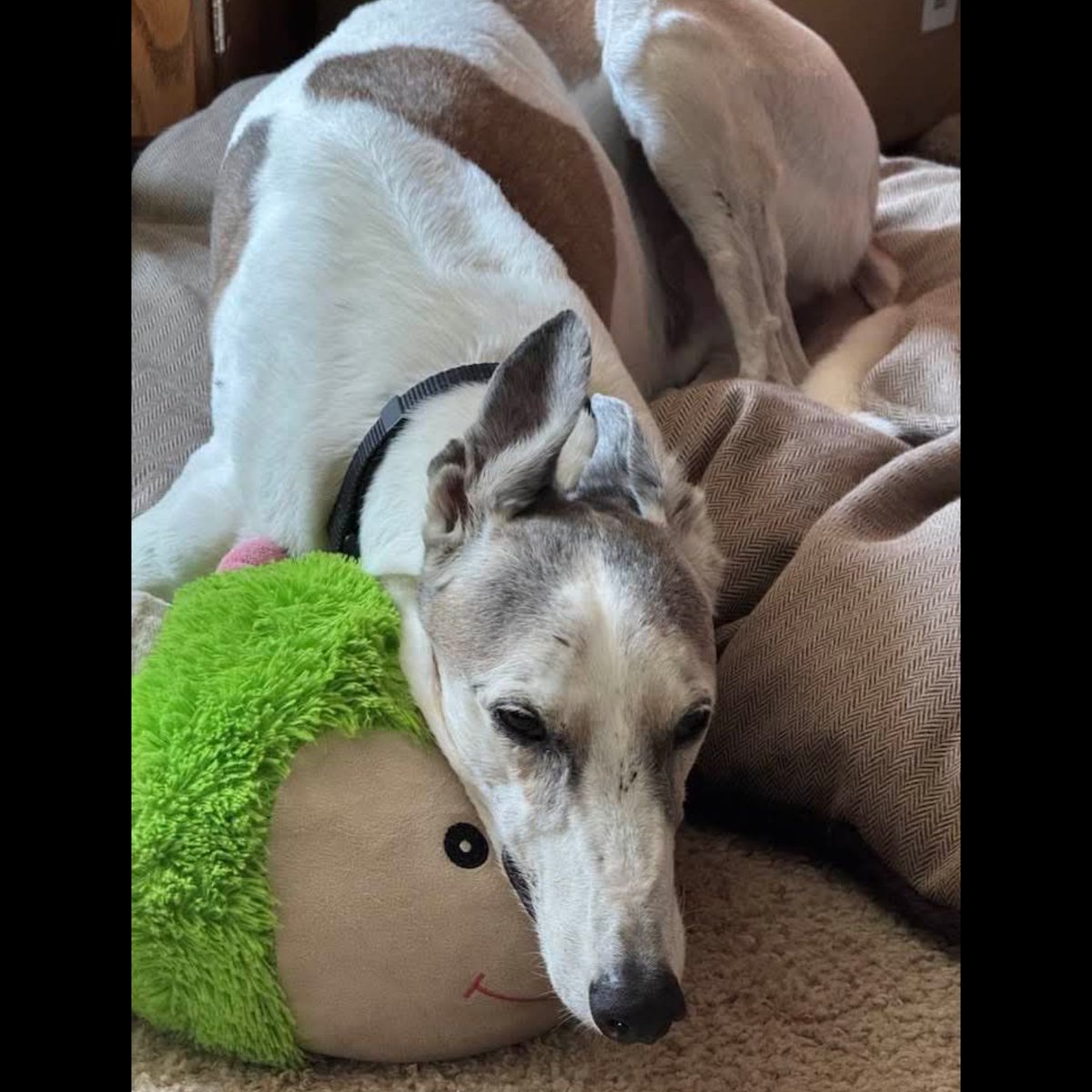 Ramse loves his Cuddlepillar! #greyhounds