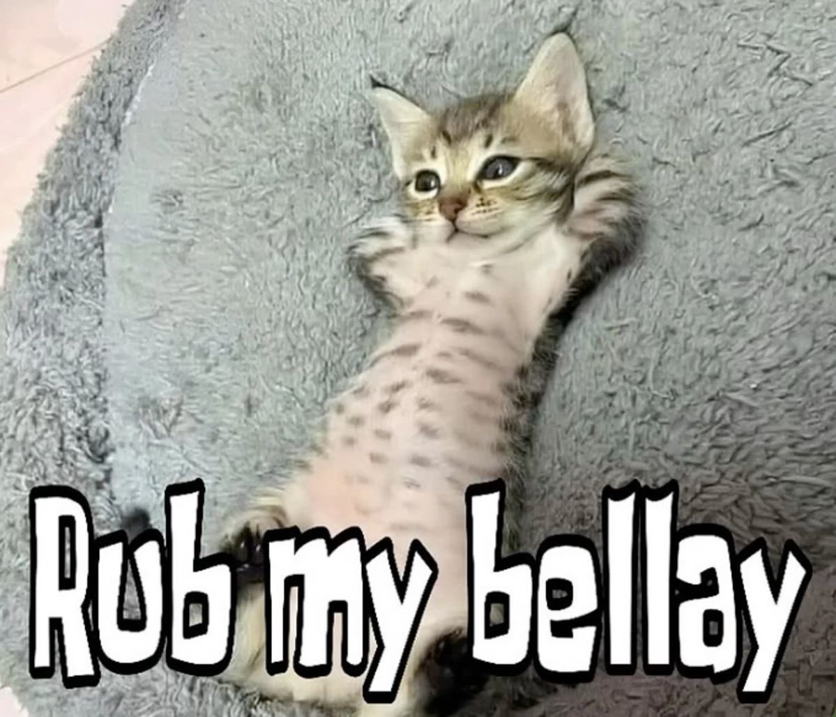 Me & Who? (@tagyourwho) on Twitter photo 