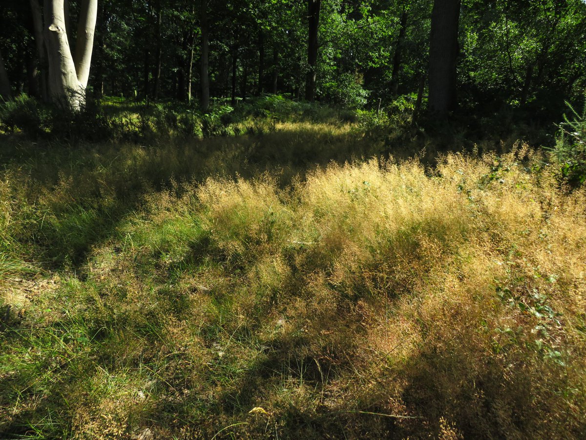 MatthewShute's tweet image. Soft sunlight, slowly shifting shadows... scenes this serene stipulate sojourns in
#SundayYellow
🌳 🤍 💛 🌿