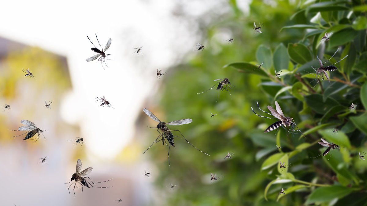 TheAusToday's tweet image. What is chikungunya virus, and should we be worried about it in Australia? Explain Jacqueline Stephens and Jill Carr
The @WHO warns of a surge in chikungunya, a mosquito-borne virus causing fever and joint pain. Infants, older adults, and those with health conditions face…