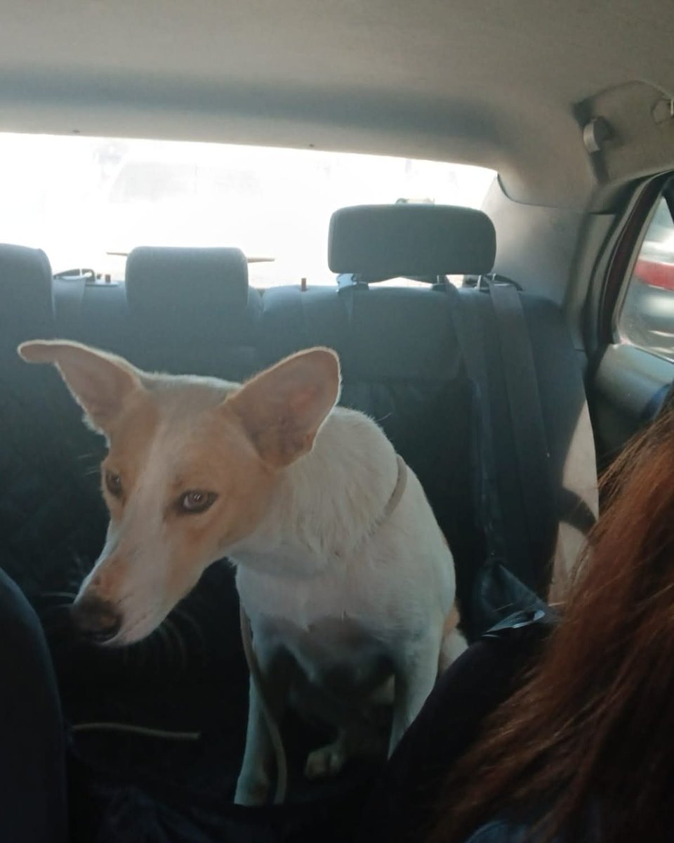 lyssitta's tweet image. #agradecimiento
Pelusa ya tiene su vacuna quintuple
Un ANÓNIMO nos donó $25 para poder llevarla al vet y que se la aplicaran 🙏🙏🙏
Aún necesitamos terminar de reunir los $75 para pagar su transporte desde Zacatecoluca al que será su nuevo hogar
Nos ayuda por favor 🙏
Formas…