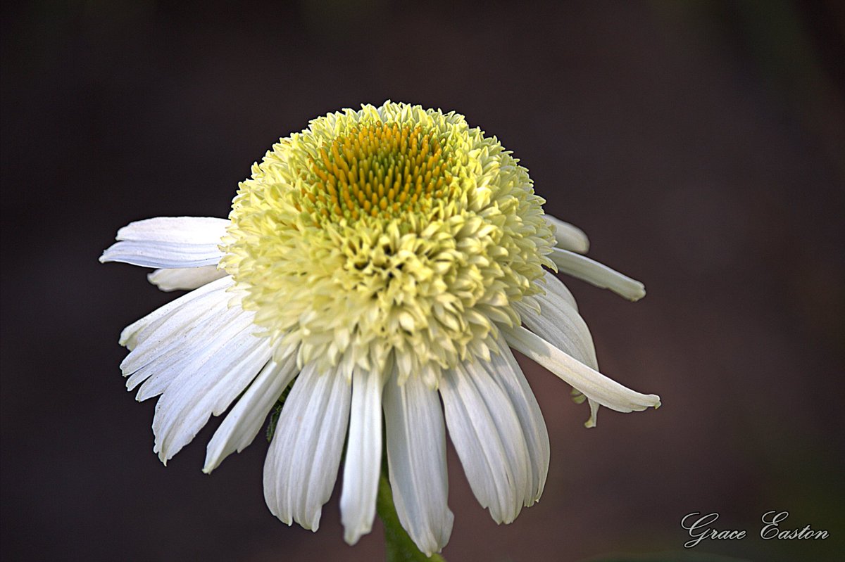 GraceOnFire2's tweet image. "Let us live like flowers, wild and beautiful and drenched in sun." ― Ellen Everett
Coneflower PowWow White
#photography #photographyOnX #flowers #FlowersOnX #nature #naturephotography #gardening #gardens #summer