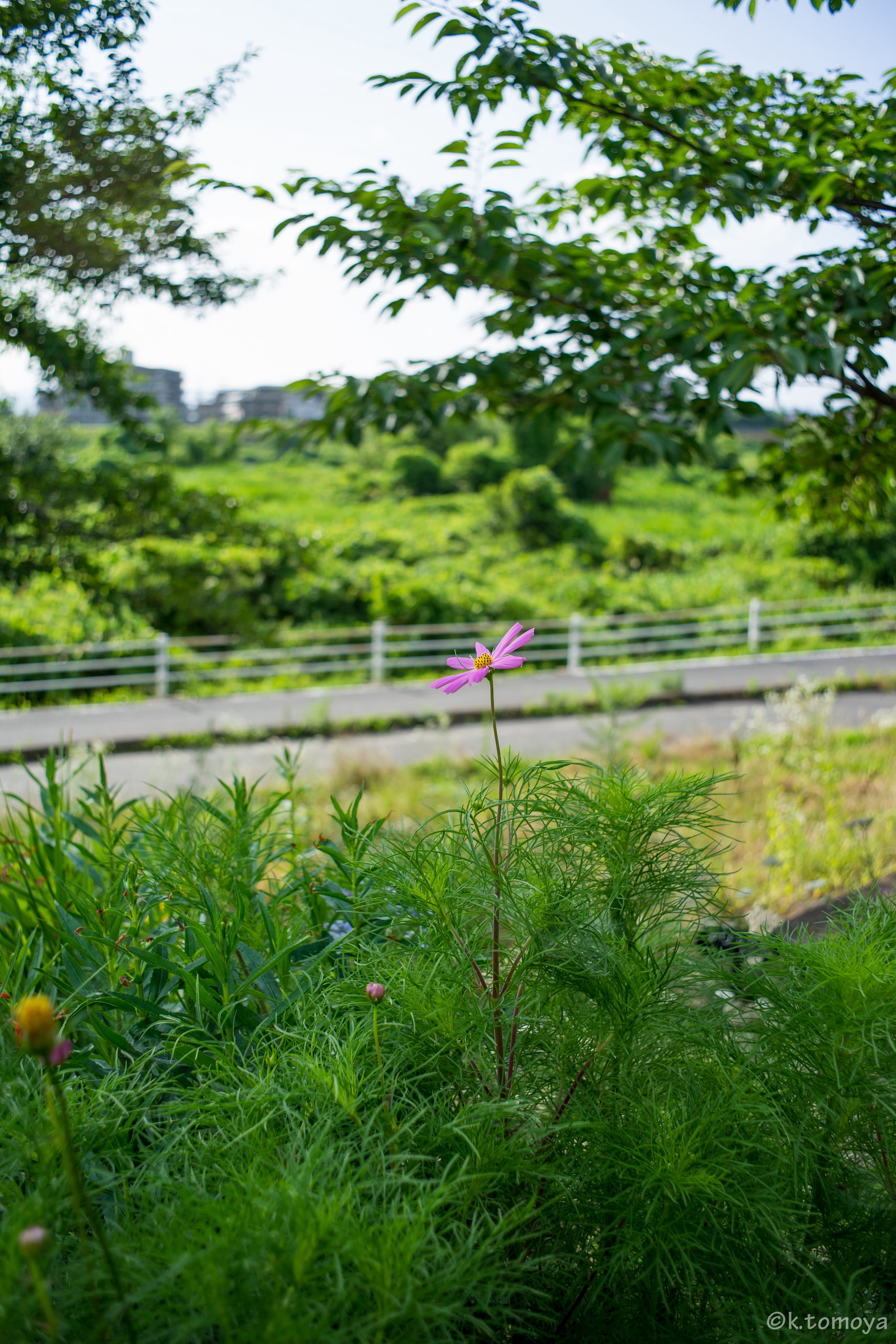 コスモス（美人画・A2サイズ） 新登場】85mmの画角って良いよね？AstrHori 85mm f1.8 とNikon