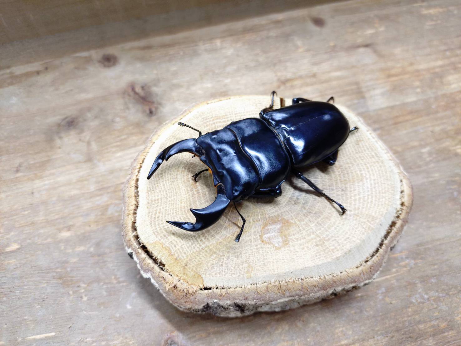 クワガタムシカブトムシ専門ショップCIEL on X: 
