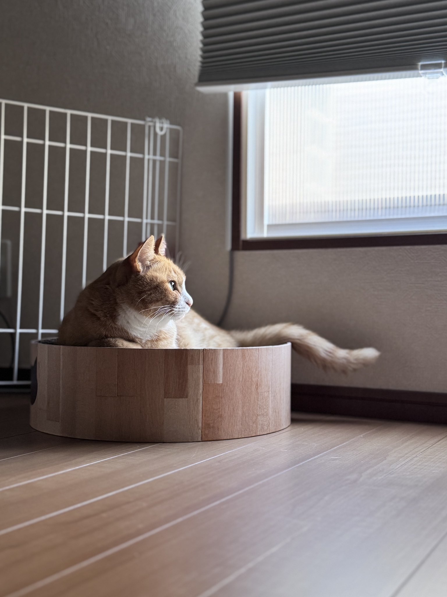猫好 猫日是好日 on X: 