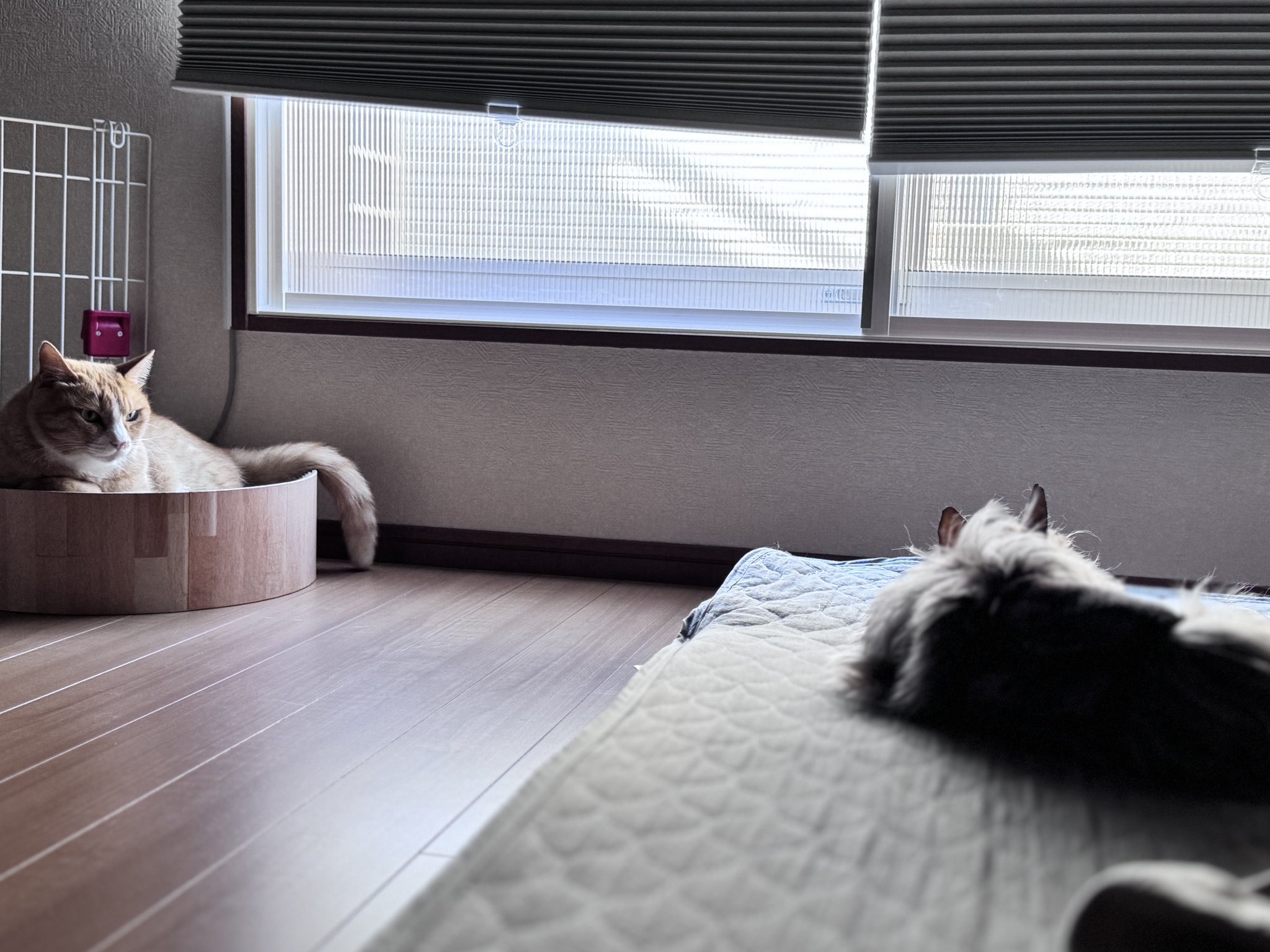 猫好 4582783060472.jpg