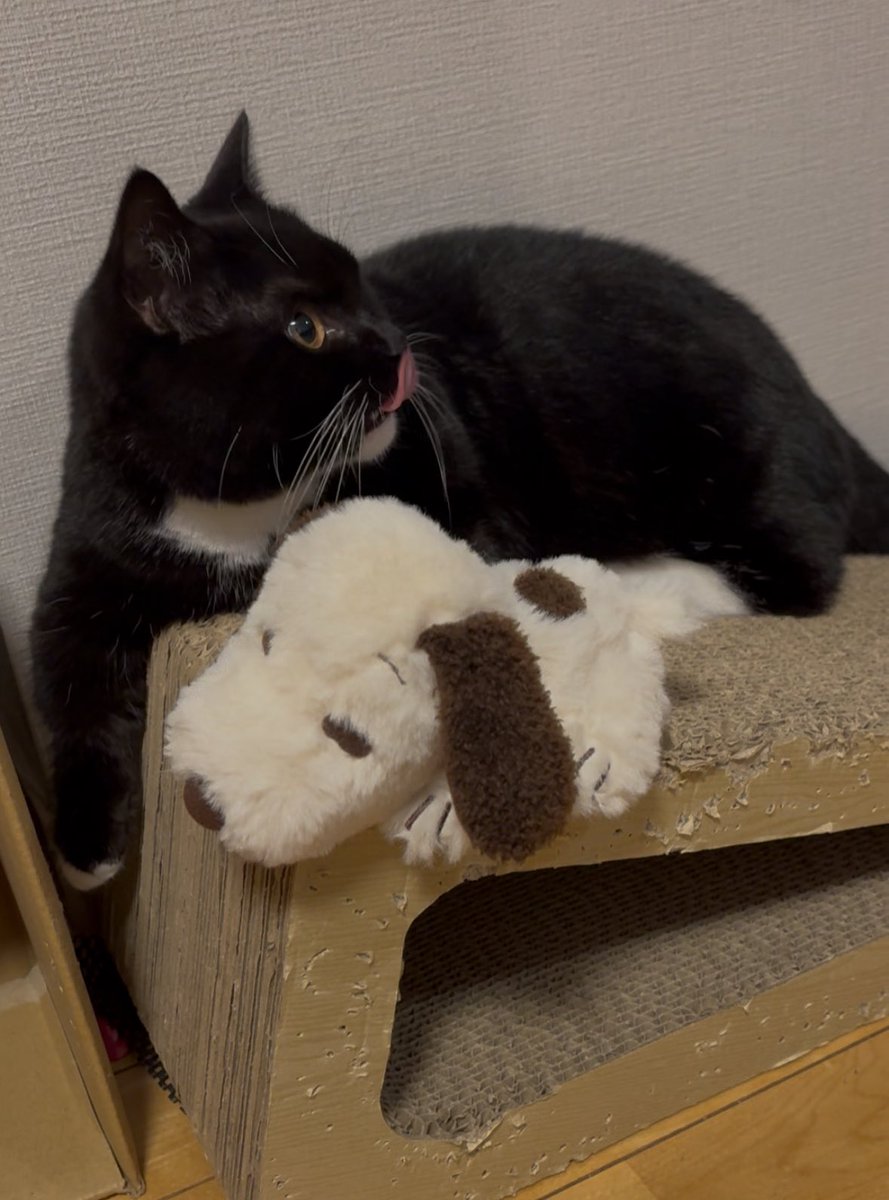 tavi_sapien_s's tweet image. 突然登場したﾇｰﾋﾟｰに困惑して同居人に助けを求めるタビチャン