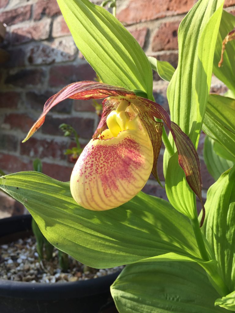 ConfidentialUn's tweet image. Cypripedium ‘Kentucky Maxi’

#orchids #plants