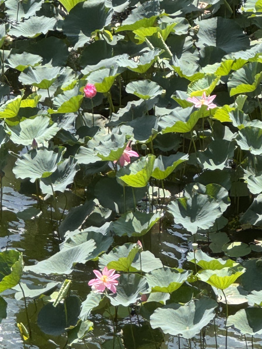 ashtangayy's tweet image. 皇居の蓮