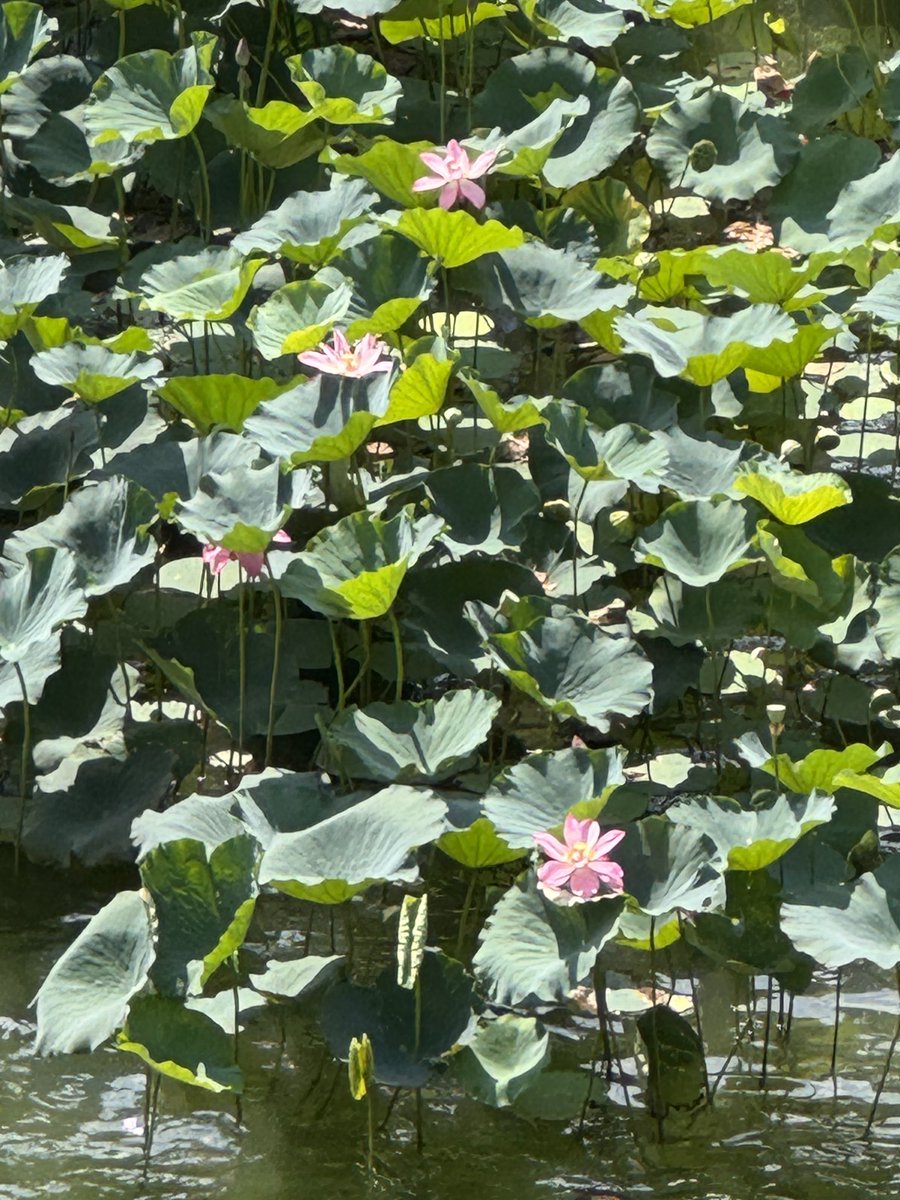 ashtangayy's tweet image. 皇居の蓮