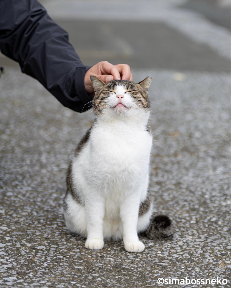 simabossneko's tweet image. なでなで✨
Happy pat pat ❣️

#なでなで #猫 #cat