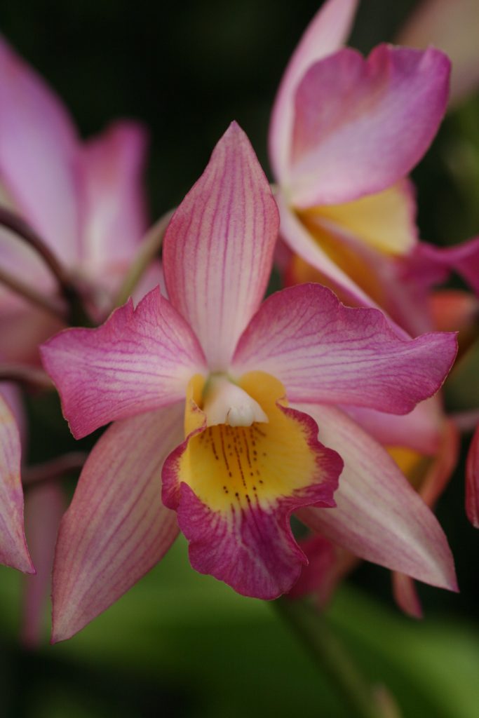 ConfidentialUn's tweet image. Cattleya (Iawanagara) ‘Apple Blossom’
#orchids #plants