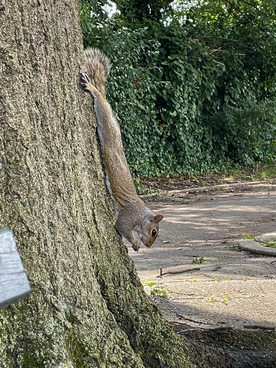 MeezerCats's tweet image. Went on a bike ride and visited (and fed) the squirrels.
They are getting quite used to me now 🐿️