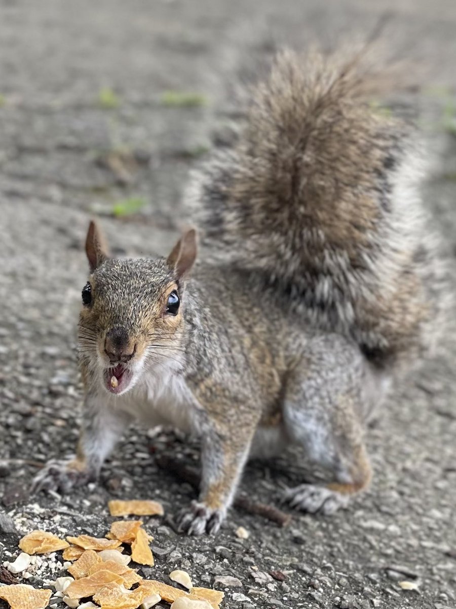 MeezerCats's tweet image. Went on a bike ride and visited (and fed) the squirrels.
They are getting quite used to me now 🐿️